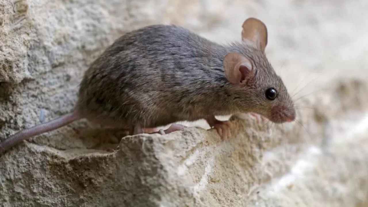  В Атырауской области из-за мышей школы перевели на онлайн-обучение