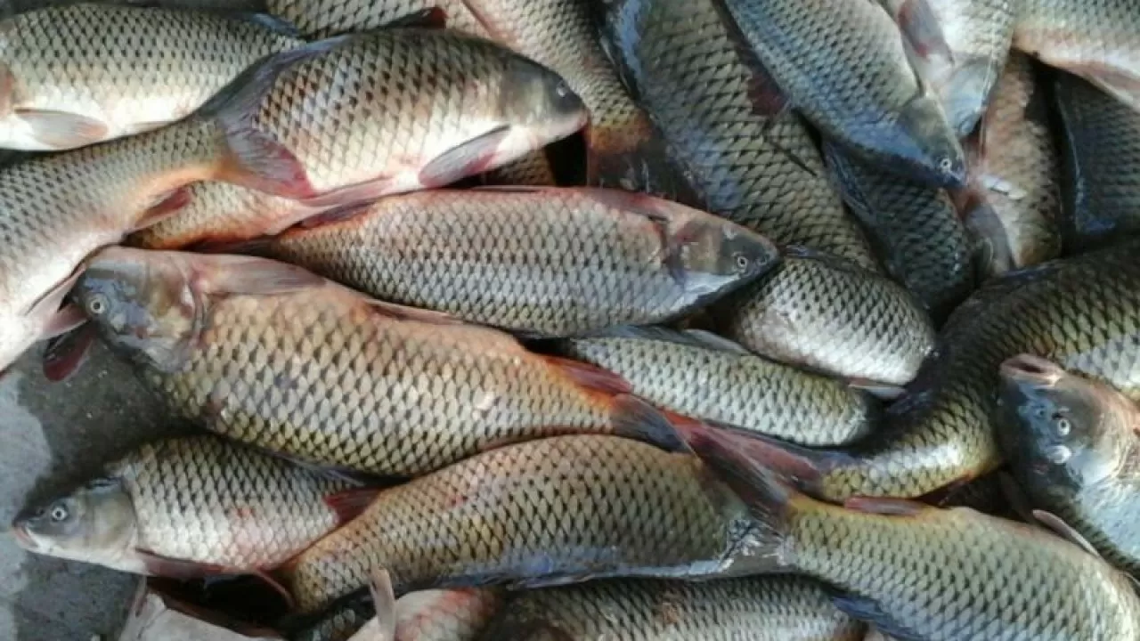 Маңғыстауда биыл 70 тонна балық өсіріліп жатыр