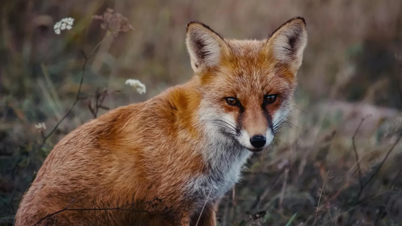Лисы заполоняют села Костанайской области, люди опасаются бешенства