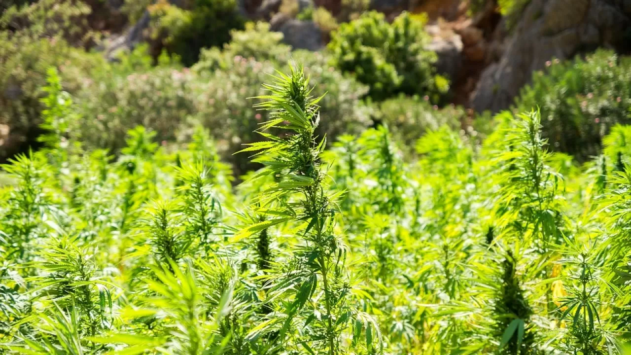 Кто и как будет перерабатывать промышленную коноплю, утвердили в правительстве РК 