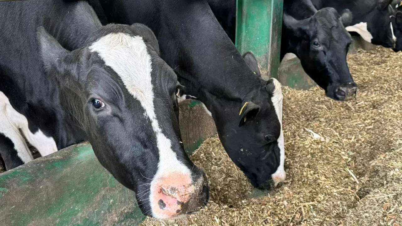 Казахстанские фермеры получат больше средств на племенной скот 