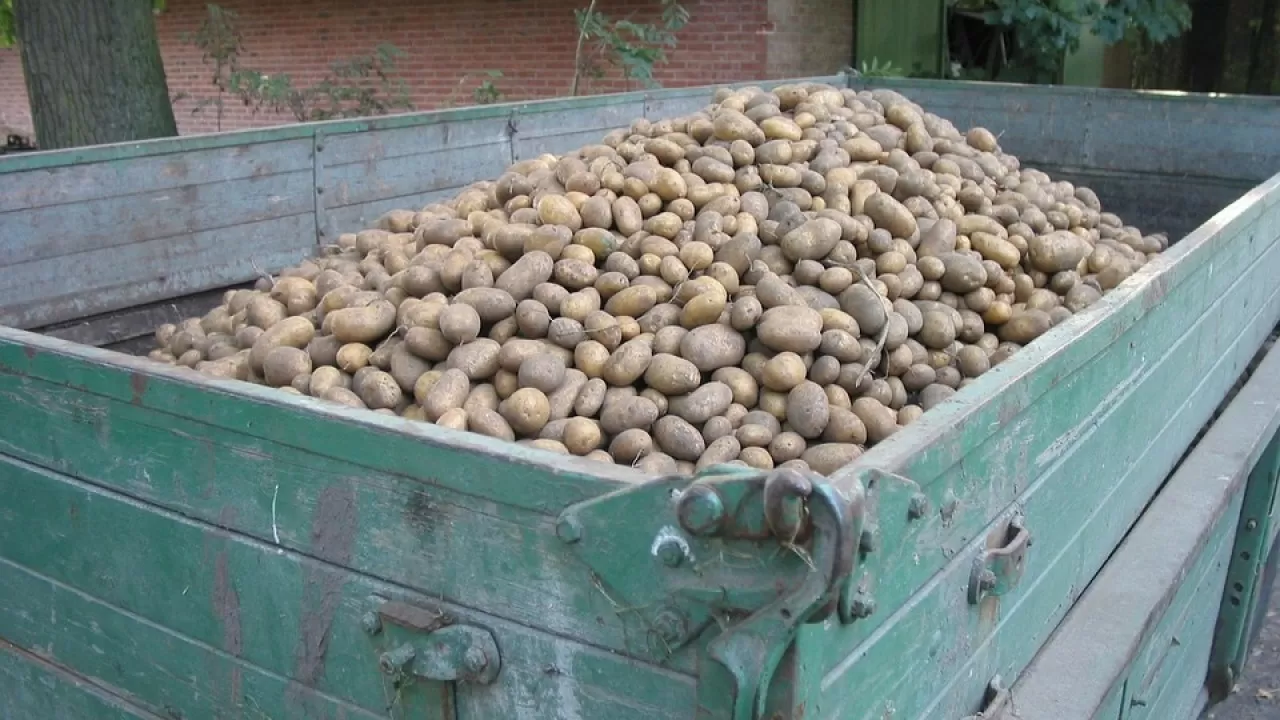 Будет ли в Казахстане дефицит картофеля, ответили в правительстве 