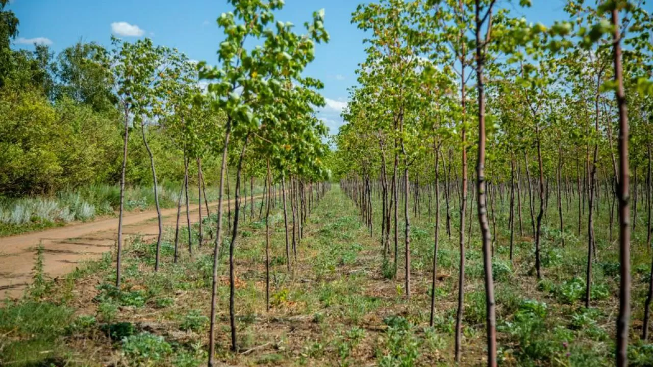 Қазақстанда ағаш өнімдерін таңбалау пилоттық жүйесі іске қосылады