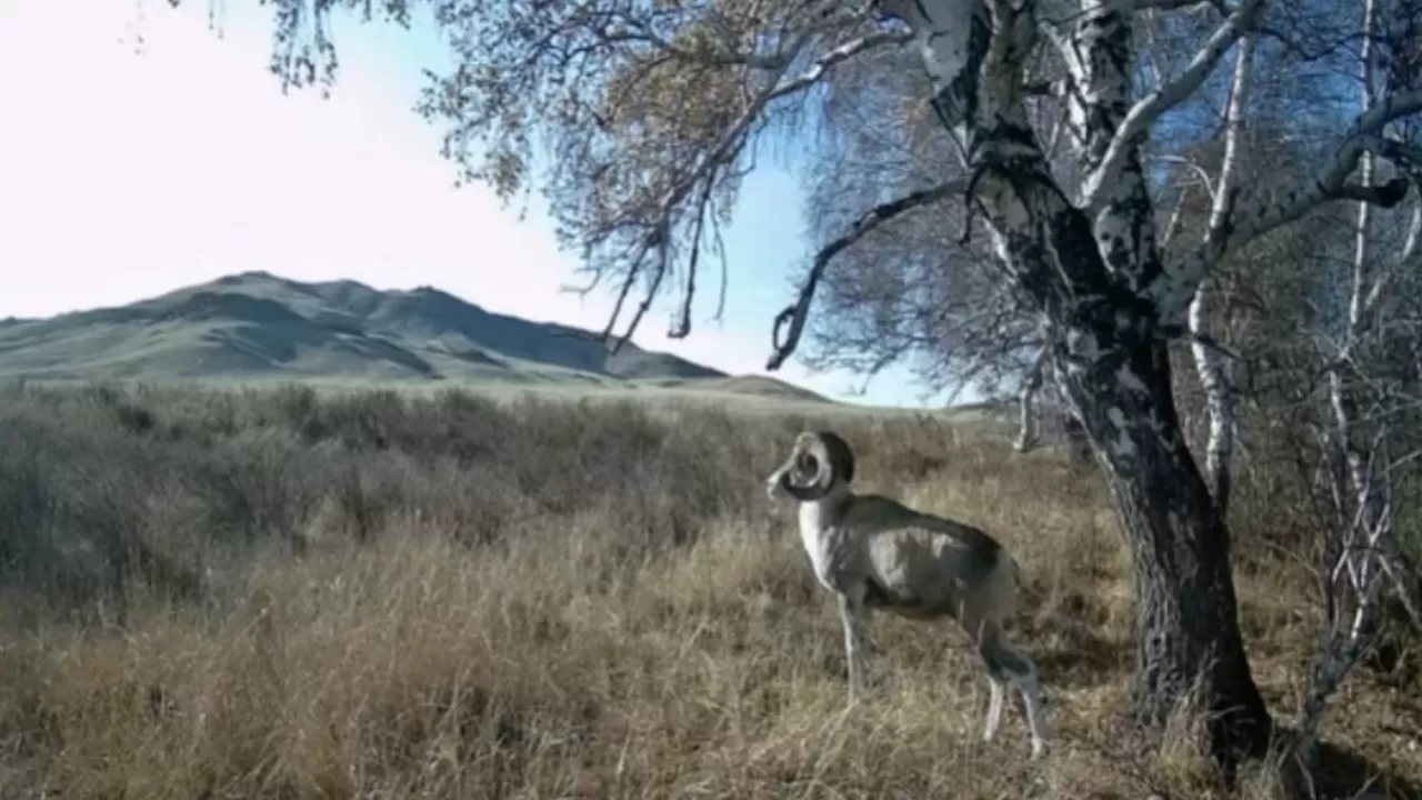 Қызыл кітапқа енген арқар Қарағанды облысында фототұзаққа түсіп қалды