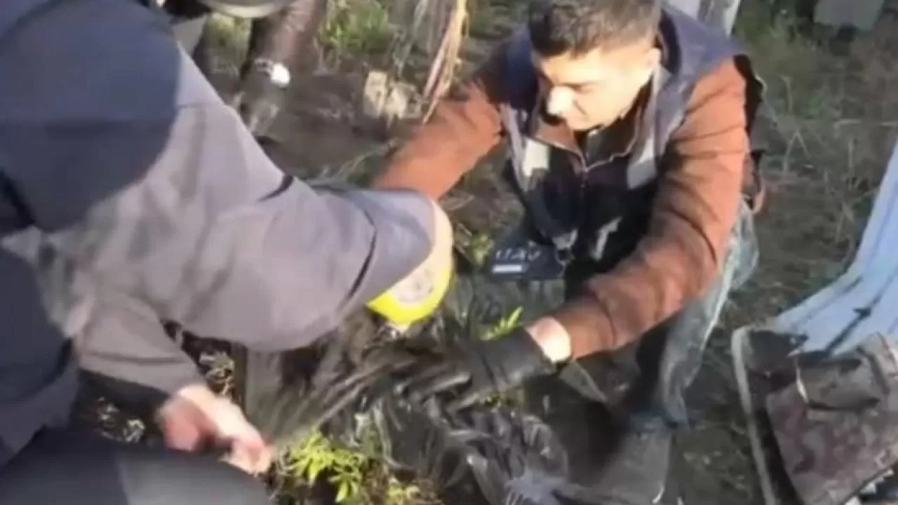 БҚО тұрғыны жасырын зертханада құрамында есірткі бар өсімдік өсірген