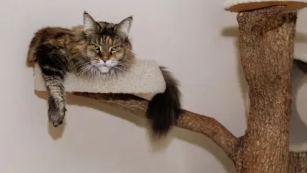 Как отучить кота драть мебель и обои 