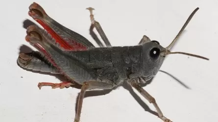 В Новой Зеландии обнаружили редкого розового кузнечика 
