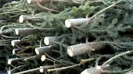 Машину с новогодними елками поймали на границе Казахстана и России