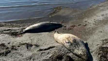 Маңғыстауда Кұлалы аралынан да итбалықтардың өлексесі табылды