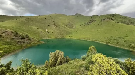 Жетісу облысында орман қоры ұлғайды