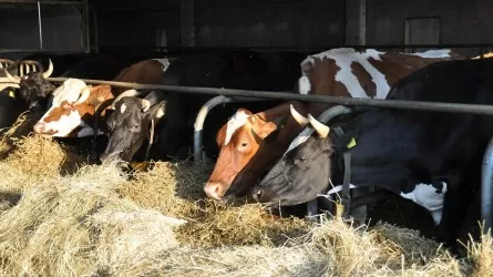 Экспорт казахстанских кормов для животных бьет рекорды 