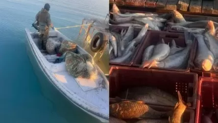 Балқаштан 250 келі балықты заңсыз аулаған браконьерлер ұсталды