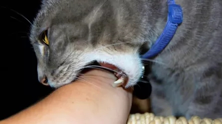 Мысық тістеген маңғыстаулық әйел құтырма ауруынан көз жұмды   