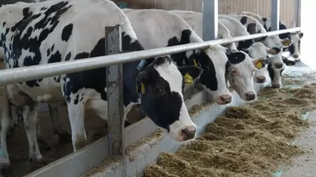 Сельхозпродукция Казахстана выходит на новые рынки 