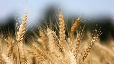 Акмолинская область на треть увеличила экспорт зерна 