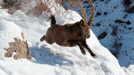 Ақсу-Жабағылы қорығында санақ басталды