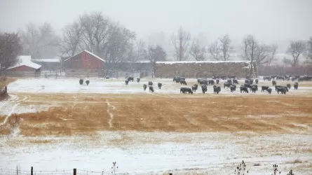 Үкімет малшыларға тосынсый дайындап қойды