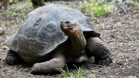 Умерла 141-летняя галапагосская черепаха Бабуля - одна из старейших в мире