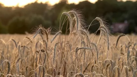 Поставки пшеницы на сотню миллионов тенге обернулись уголовным делом в Костанайской области 