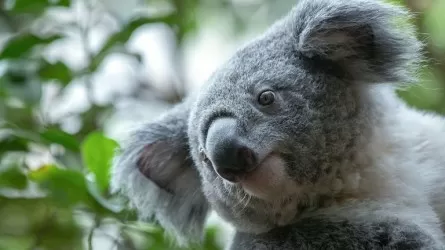 Ученые нашли в Австралии древнюю коалу, похожую по размеру на кошку 
