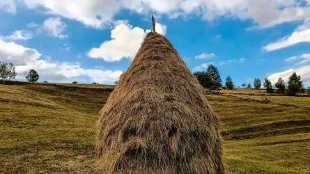 В Алакольском заповеднике открыли сенокос для населения 