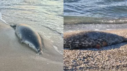 Каспий жағалауынан 100-ден астам итбалықтың өлекселері табылды