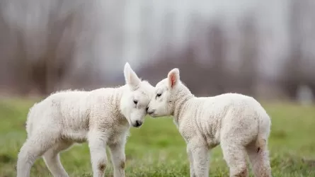 В РК определили лимит экспорта ягнят за границу 