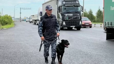 Астанада иісшіл ит автокөліктен есірткі тауып алды