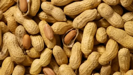 Новый рецепт долголетия: жареный арахис с кожурой улучшает память 