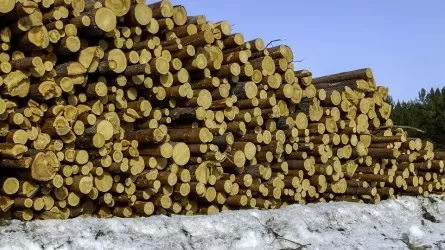 В Казахстане запускают маркировку древесины 