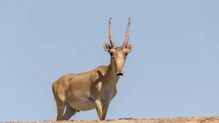 Киік мүйізі міндетті таңбалауға жататын тауарлар қатарына енді