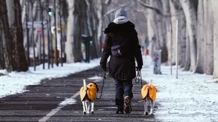 Реагенты и мороз: как уберечь лапы питомца 