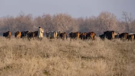 350 голов скота в Абайской области поместили на штрафстоянку
