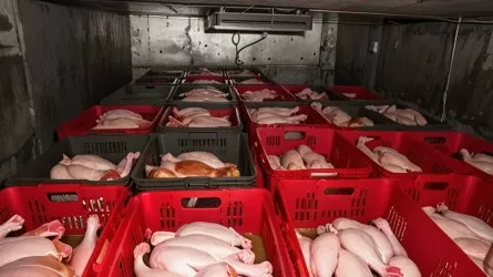 Қазақстанға Ресейден әкелінген 20 тонна құс еті кері қайтарылды