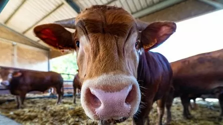 Казахстан вновь продлил запрет на вывоз бычков 