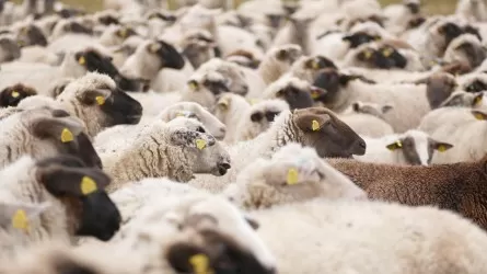 Пастуха с 700 овцами спасли в Жамбылской области  