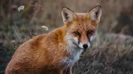 Лисы заполоняют села Костанайской области, люди опасаются бешенства