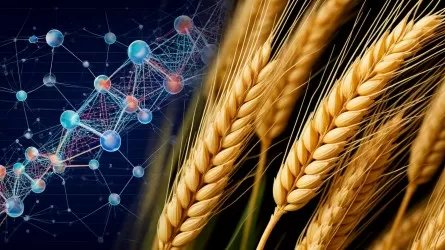 Эксперты покопаются в генах казахстанских агрокультур 