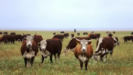 Түркістан облысында жоқ малды тіркеп, субсидия жымқырғандар сотталды