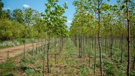Қазақстанда ағаш өнімдерін таңбалау пилоттық жүйесі іске қосылады