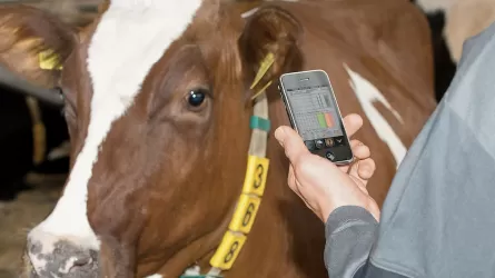 Шаруаларға тиесілі малға сәйкестендіру жүргізуді бекіту нормалары қарастырылып жатыр   