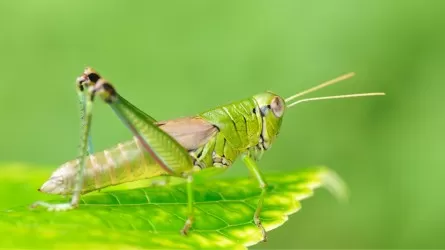 Елде шегірткеге қарсы мониторинг жүргізу жүйесі іске қосылады