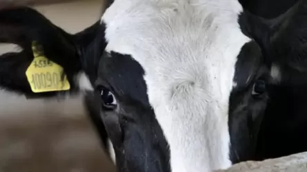 Атырау облысында белгісіз індеттен мал қырылып жатыр