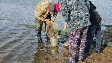 Мальков карпа выпустили в одну из рек Акмолинской области  