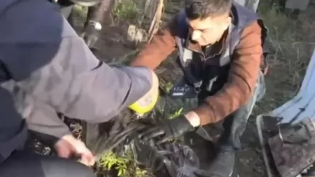 БҚО тұрғыны жасырын зертханада құрамында есірткі бар өсімдік өсірген