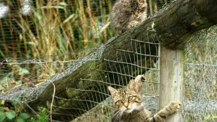 В Англии планируют вернуть диких кошек в природу, но проект вызывает споры 