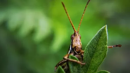 В Казахстане внедрят ИИ для контроля саранчовых вредителей 