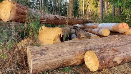 Лесорубочный и лесной билет в Казахстане теперь выдают по новым правилам 