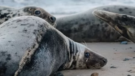 112 погибших тюленей нашли на берегу Каспийского моря 