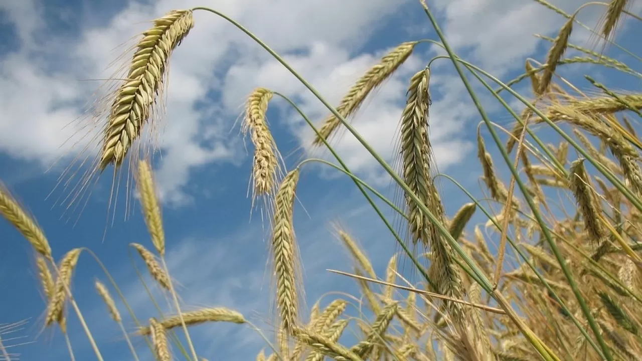 Цены на пшеницу в Казахстане растут из-за укрепления тенге 